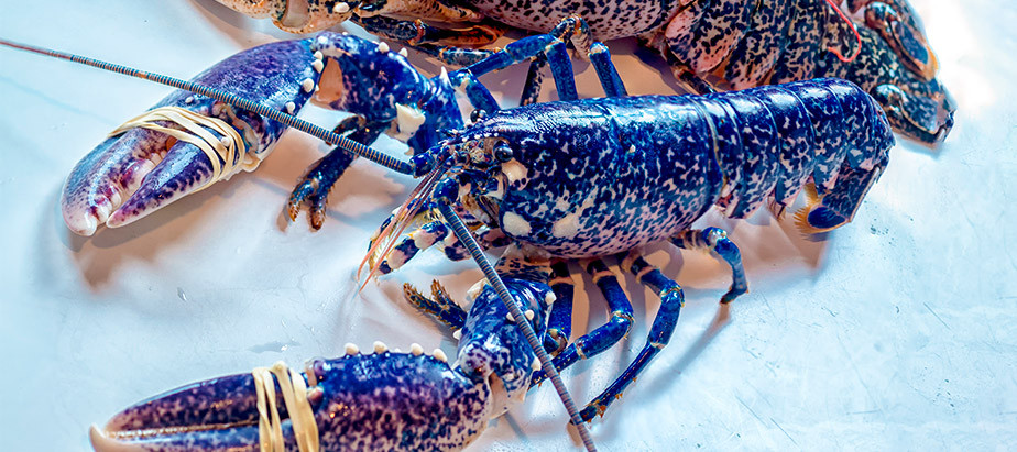 Gustosi Crostacei Un Viaggio Nel Mondo Del Mare PanificioMaselli